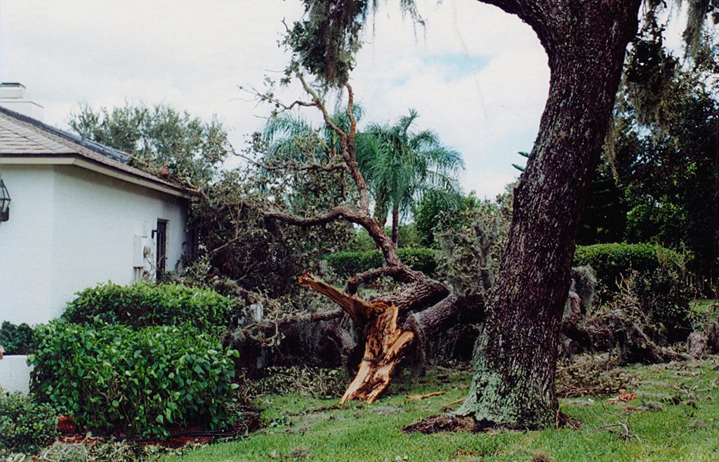 Storm damaged oak split apart beside a house