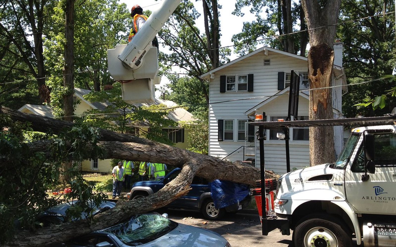 Happy Chief Tree Company arborists working among tall Tennessee hardwoods