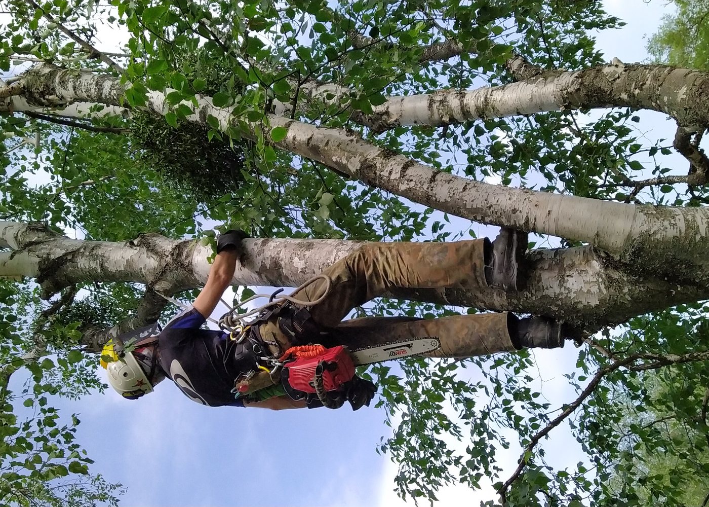 Tree crew and bucket truck removing a large fallen tree at a home