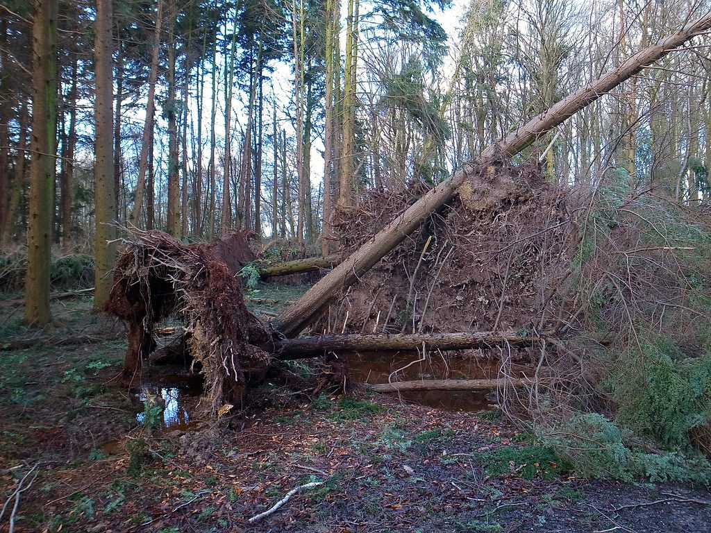 Large tree blown down across a yard after a storm